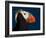 Tufted Puffin-Alfred Forns-Framed Photographic Print