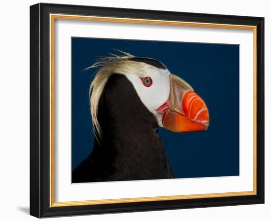 Tufted Puffin-Alfred Forns-Framed Photographic Print