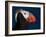 Tufted Puffin-Alfred Forns-Framed Photographic Print