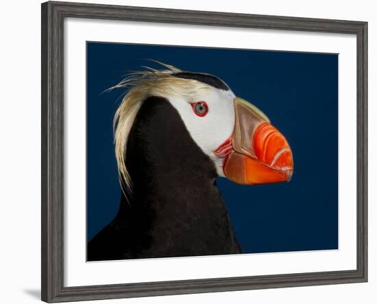 Tufted Puffin-Alfred Forns-Framed Photographic Print