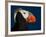 Tufted Puffin-Alfred Forns-Framed Photographic Print