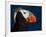 Tufted Puffin-Alfred Forns-Framed Photographic Print