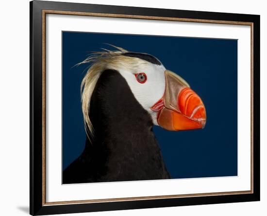 Tufted Puffin-Alfred Forns-Framed Photographic Print