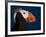 Tufted Puffin-Alfred Forns-Framed Photographic Print