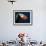 Tufted Puffin-Alfred Forns-Framed Photographic Print displayed on a wall