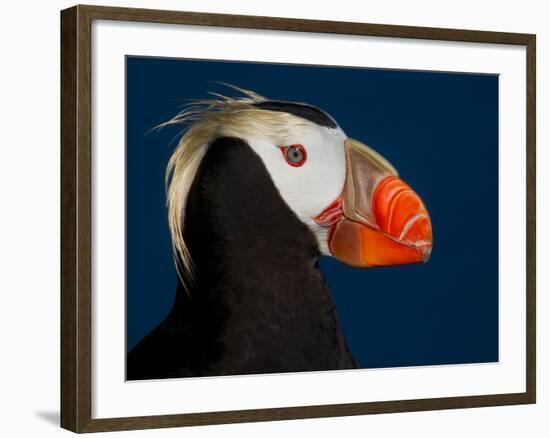 Tufted Puffin-Alfred Forns-Framed Photographic Print