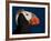 Tufted Puffin-Alfred Forns-Framed Photographic Print