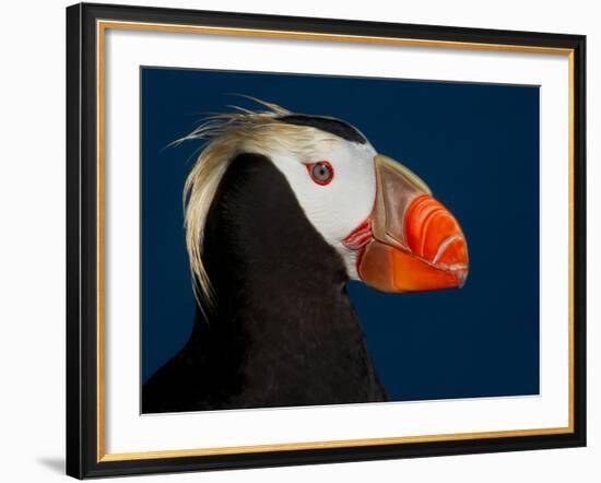 Tufted Puffin-Alfred Forns-Framed Photographic Print