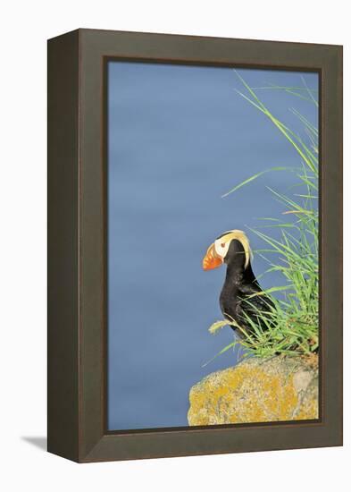 Tufted puffinon a cliff on Round Island, Alaska.-Martin Zwick-Framed Premier Image Canvas