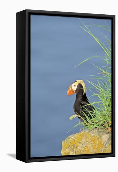 Tufted puffinon a cliff on Round Island, Alaska.-Martin Zwick-Framed Premier Image Canvas