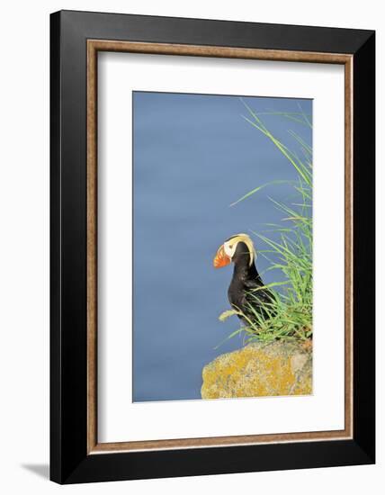 Tufted puffinon a cliff on Round Island, Alaska.-Martin Zwick-Framed Photographic Print