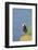 Tufted puffinon a cliff on Round Island, Alaska.-Martin Zwick-Framed Photographic Print