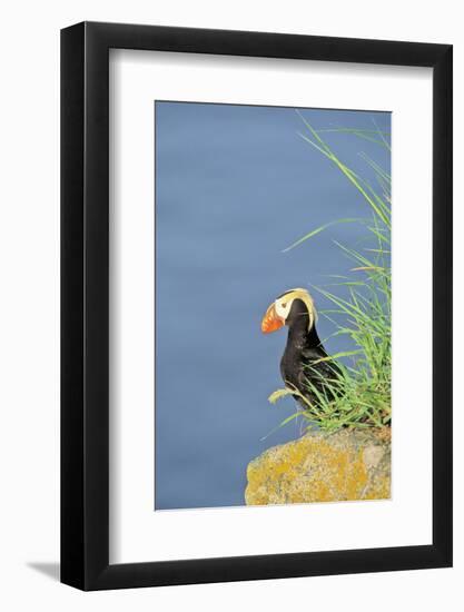 Tufted puffinon a cliff on Round Island, Alaska.-Martin Zwick-Framed Photographic Print