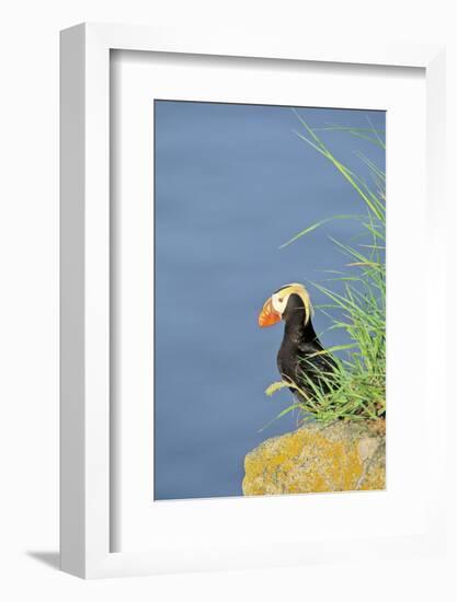 Tufted puffinon a cliff on Round Island, Alaska.-Martin Zwick-Framed Photographic Print