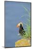 Tufted puffinon a cliff on Round Island, Alaska.-Martin Zwick-Mounted Photographic Print
