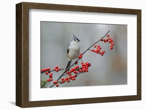 Tufted titmouse and red berries, Kentucky-Adam Jones-Framed Photographic Print