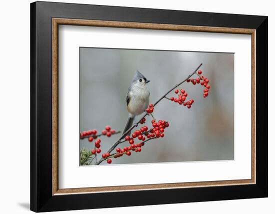 Tufted titmouse and red berries, Kentucky-Adam Jones-Framed Photographic Print