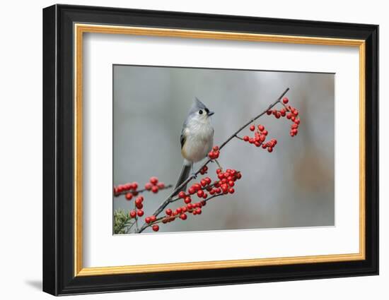 Tufted titmouse and red berries, Kentucky-Adam Jones-Framed Photographic Print