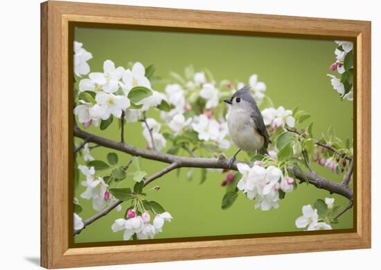 Tufted Titmouse in Crabapple Tree in Spring. Marion, Illinois, Usa-Richard ans Susan Day-Framed Premier Image Canvas