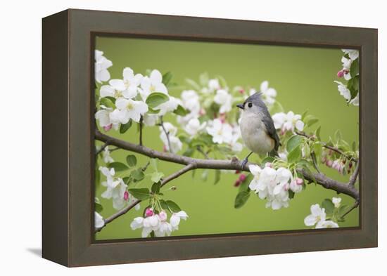 Tufted Titmouse in Crabapple Tree in Spring. Marion, Illinois, Usa-Richard ans Susan Day-Framed Premier Image Canvas