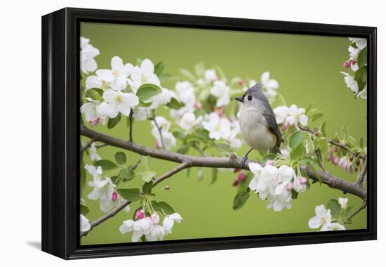 Tufted Titmouse in Crabapple Tree in Spring. Marion, Illinois, Usa-Richard ans Susan Day-Framed Premier Image Canvas