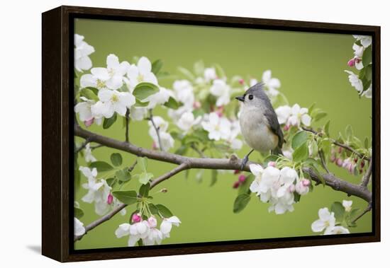 Tufted Titmouse in Crabapple Tree in Spring. Marion, Illinois, Usa-Richard ans Susan Day-Framed Premier Image Canvas