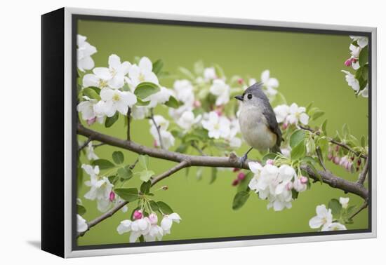 Tufted Titmouse in Crabapple Tree in Spring. Marion, Illinois, Usa-Richard ans Susan Day-Framed Premier Image Canvas