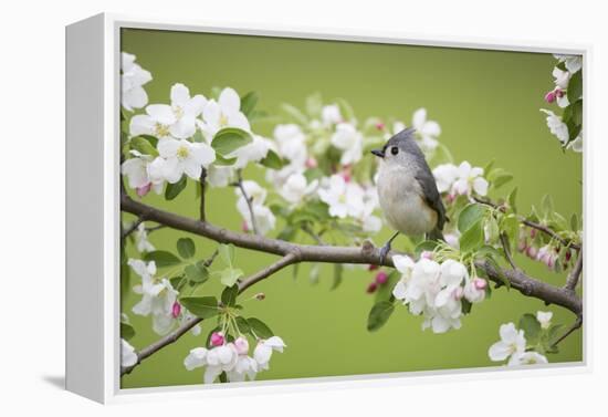 Tufted Titmouse in Crabapple Tree in Spring. Marion, Illinois, Usa-Richard ans Susan Day-Framed Premier Image Canvas