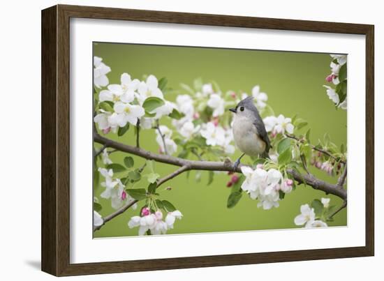 Tufted Titmouse in Crabapple Tree in Spring. Marion, Illinois, Usa-Richard ans Susan Day-Framed Photographic Print