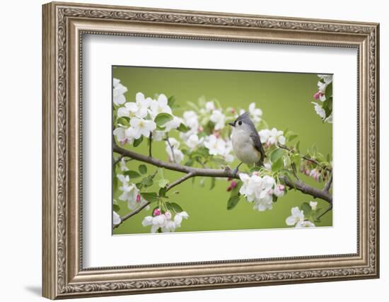 Tufted Titmouse in Crabapple Tree in Spring. Marion, Illinois, Usa-Richard ans Susan Day-Framed Photographic Print