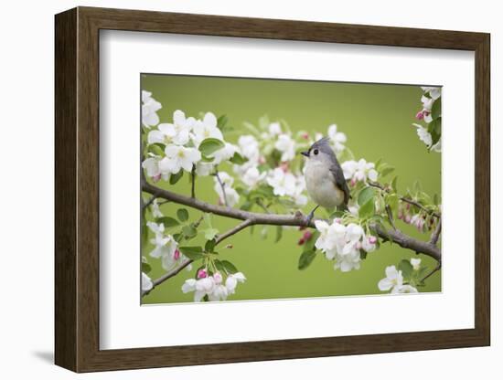 Tufted Titmouse in Crabapple Tree in Spring. Marion, Illinois, Usa-Richard ans Susan Day-Framed Photographic Print