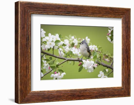 Tufted Titmouse in Crabapple Tree in Spring. Marion, Illinois, Usa-Richard ans Susan Day-Framed Photographic Print