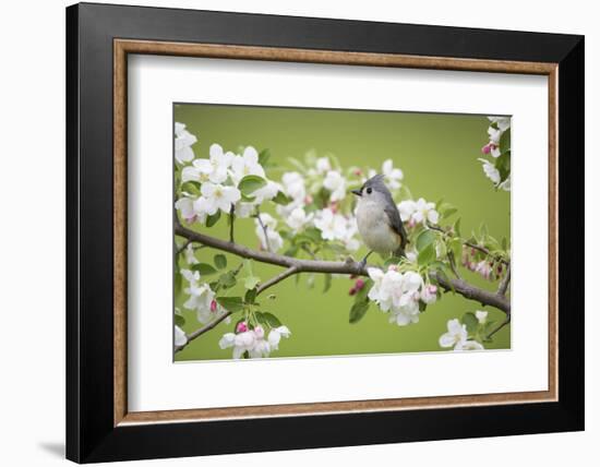 Tufted Titmouse in Crabapple Tree in Spring. Marion, Illinois, Usa-Richard ans Susan Day-Framed Photographic Print