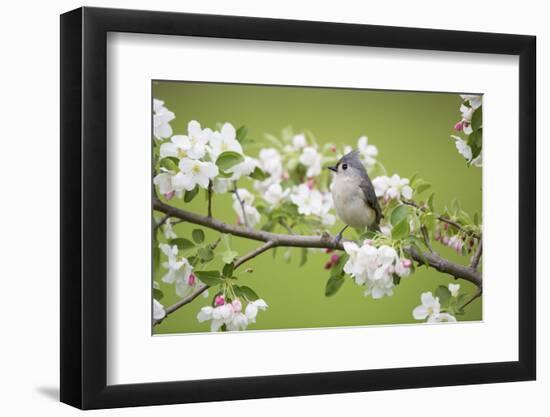 Tufted Titmouse in Crabapple Tree in Spring. Marion, Illinois, Usa-Richard ans Susan Day-Framed Premium Photographic Print