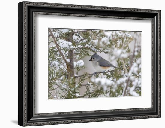 Tufted titmouse in red cedar tree in winter snow, Marion County, Illinois.-Richard & Susan Day-Framed Photographic Print