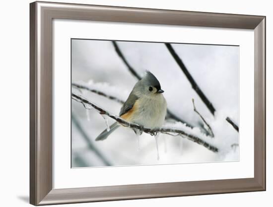 Tufted Titmouse on Branch in Snow-null-Framed Photographic Print