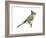 Tufted Titmouse (Parus Bicolor), Birds-Encyclopaedia Britannica-Framed Art Print