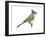 Tufted Titmouse (Parus Bicolor), Birds-Encyclopaedia Britannica-Framed Art Print