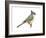 Tufted Titmouse (Parus Bicolor), Birds-Encyclopaedia Britannica-Framed Art Print