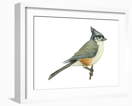 Tufted Titmouse (Parus Bicolor), Birds-Encyclopaedia Britannica-Framed Art Print