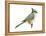 Tufted Titmouse (Parus Bicolor), Birds-Encyclopaedia Britannica-Framed Stretched Canvas