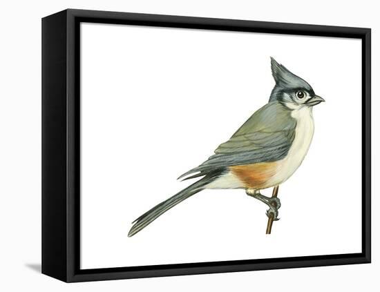 Tufted Titmouse (Parus Bicolor), Birds-Encyclopaedia Britannica-Framed Stretched Canvas