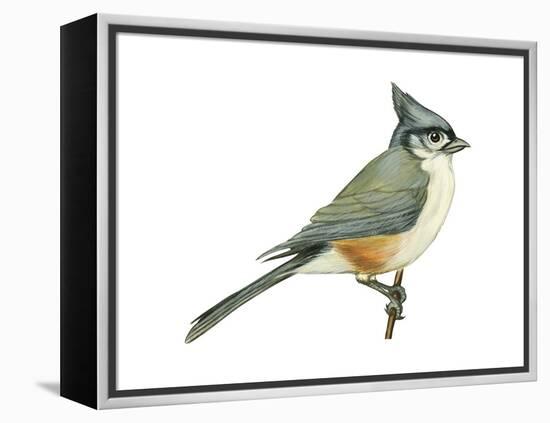 Tufted Titmouse (Parus Bicolor), Birds-Encyclopaedia Britannica-Framed Stretched Canvas