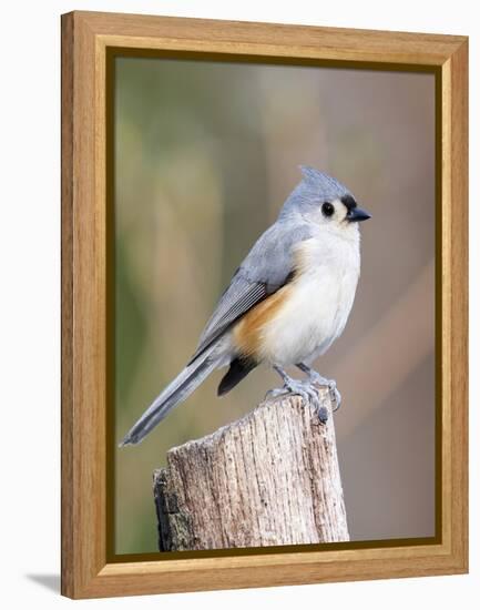 Tufted-Titmouse-Gary Carter-Framed Premier Image Canvas