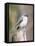 Tufted-Titmouse-Gary Carter-Framed Premier Image Canvas