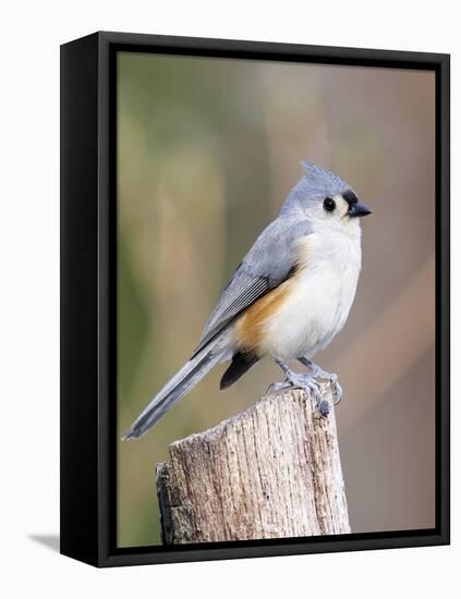 Tufted-Titmouse-Gary Carter-Framed Premier Image Canvas