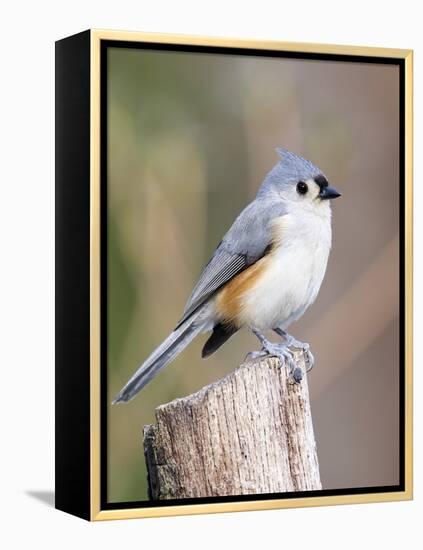 Tufted-Titmouse-Gary Carter-Framed Premier Image Canvas