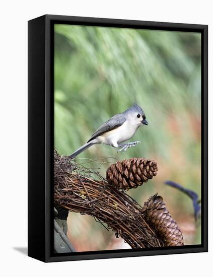 Tufted-Titmouse-Gary Carter-Framed Premier Image Canvas