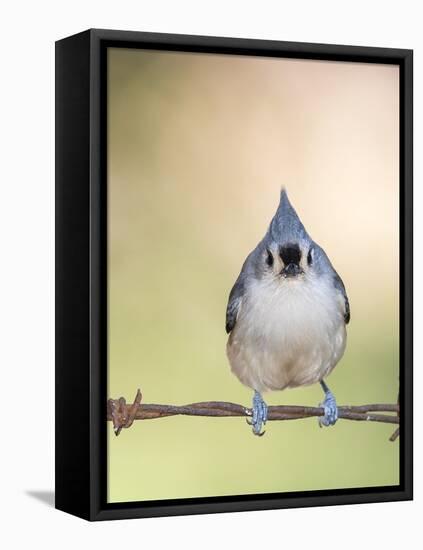 Tufted Titmouse-Gary Carter-Framed Premier Image Canvas