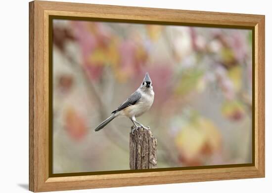 Tufted Titmouse-Gary Carter-Framed Premier Image Canvas